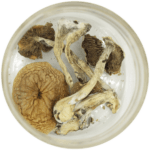 African Cubensis (Panaeolus africanus) | Psychedelic Canada