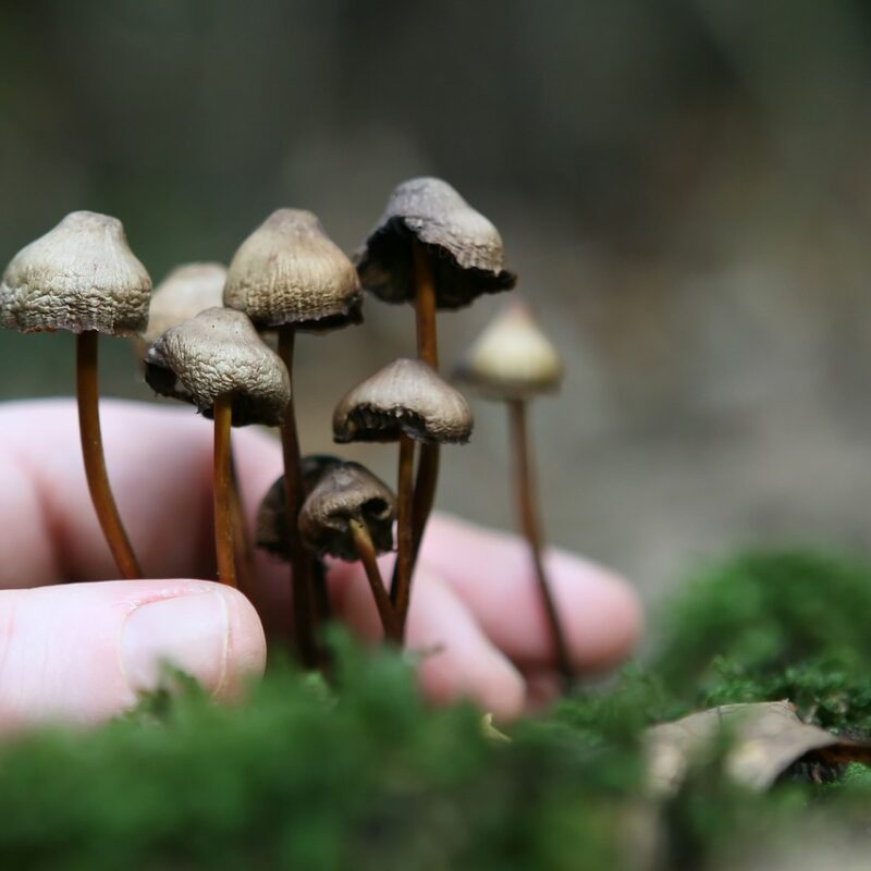 Guide to Magic Mushrooms | Psychedelic Canada