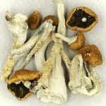 Creeper | Psychedelic Canada