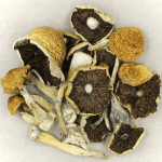 Penis Envy Cubensis | Psychedelic Canada