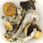 Thai Elephant | Psychedelic Canada