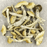Blue Magnolia Rust | Psychedelic Canada