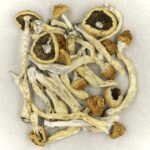 Texas Yellow Cap | Psychedelic Canada