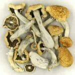 Vietnamese | Psychedelic Canada