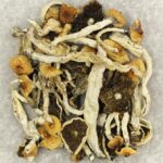Cuban | Psychedelic Canada