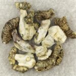 White Burma | Psychedelic Canada