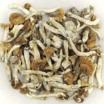 Florida White | Psychedelic Canada