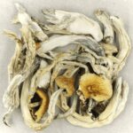 Treasure Coast | Psychedelic Canada