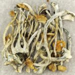 Amazonian Cubensis | Psychedelic Canada