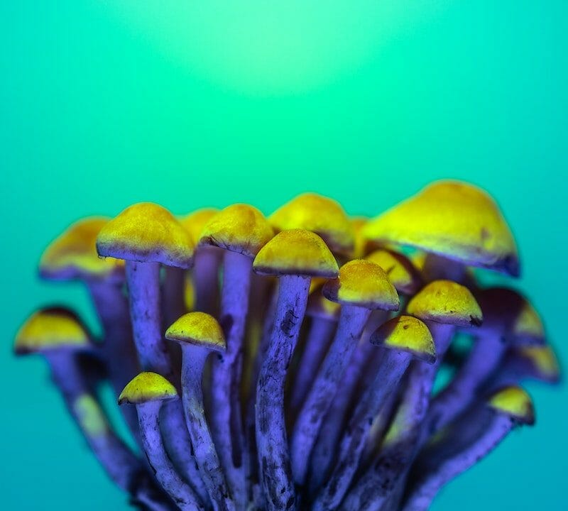 LSD Edibles | Psychedelic Canada