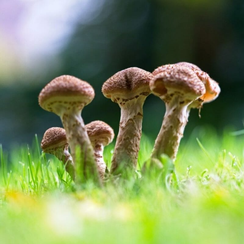 Mushroom Dispensary | Psychedelic Canada