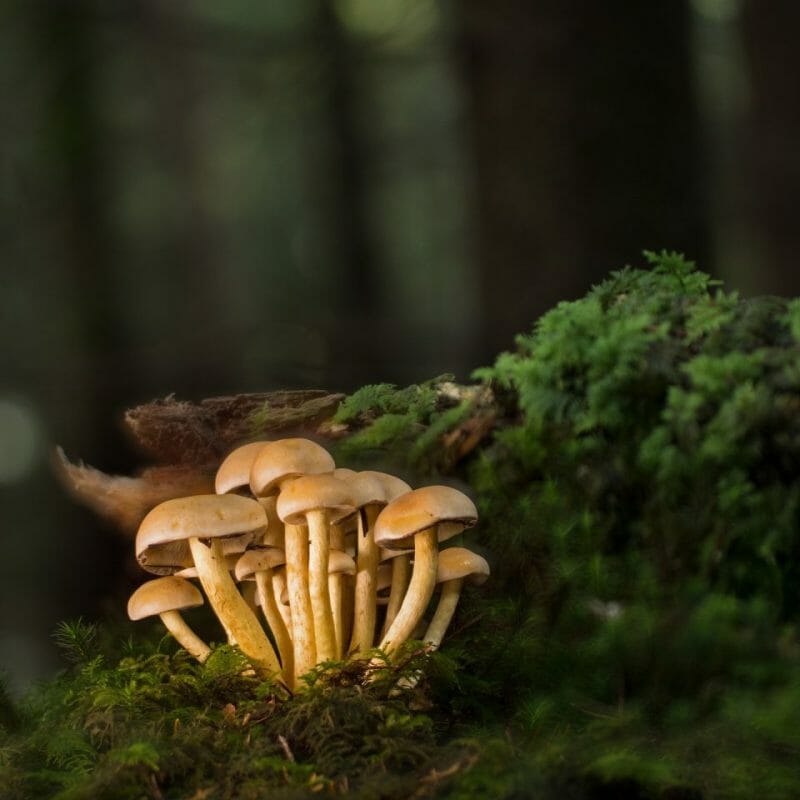 Strongest Mushroom Strains | Psychedelic Canada