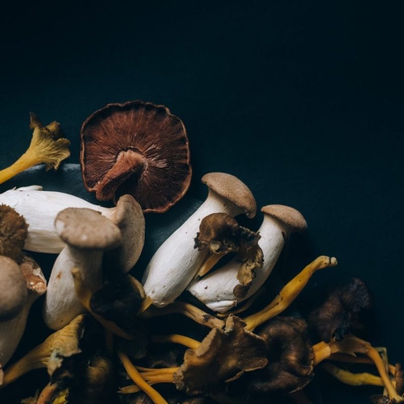 Dried Shrooms | Psychedelic Canada