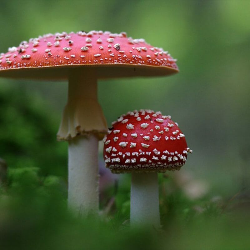 Magic Mushrooms Canada | Psychedelic Canada