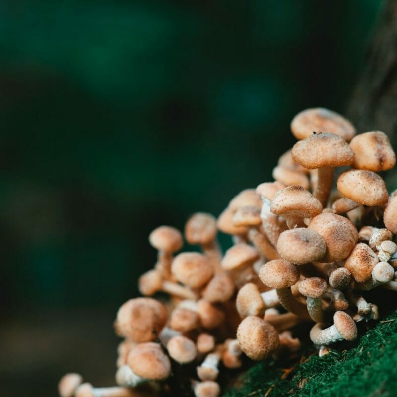 Mushroom Dispensary - Zoomies | Psychedelic Canada
