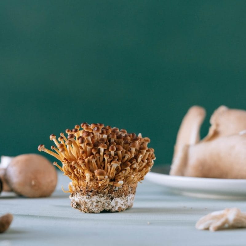 Buy Magic Mushroom | Psychedelic Canada