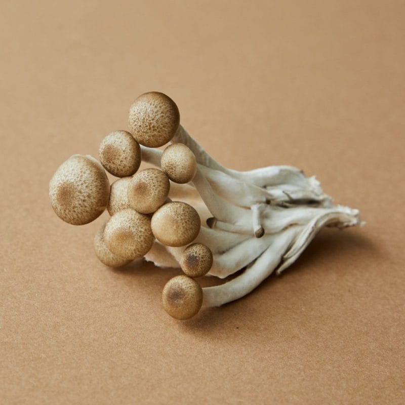 strongest mushroom strain | Psychedelic Canada
