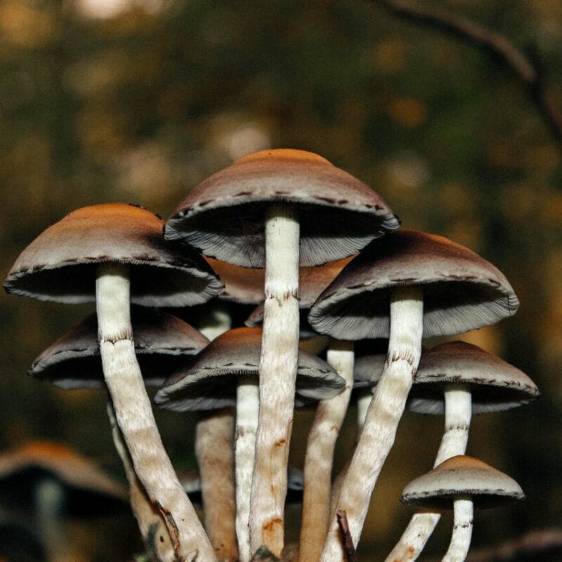 Microdose Mushrooms | Psychedelic Canada