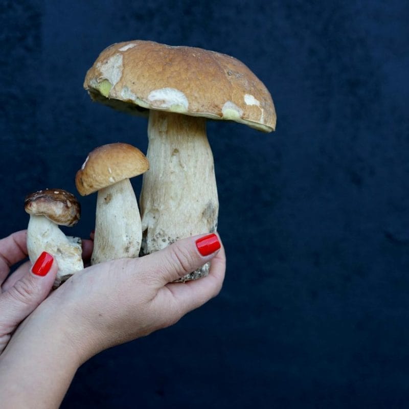 Shrooms Online | Psychedelic Canada
