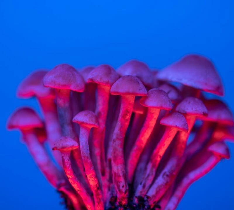 Shrooms Delivery in Canada | Psychedelic Canada