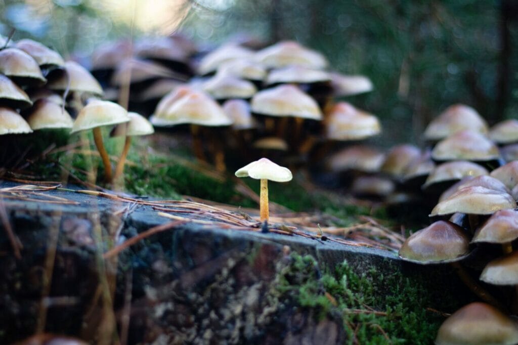 Shroom Delivery at Psychedelic Canada