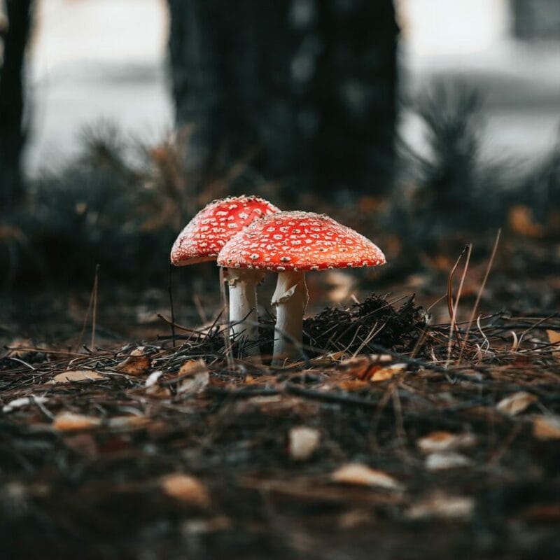 Shroom online delivery at Zoomies Canada | Psychedelic Canada