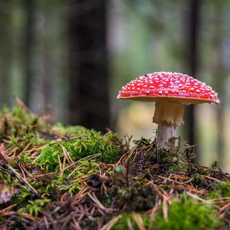 Shrooms Online in Canada | Psychedelic Canada