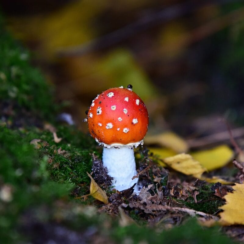 buy LSD online in Canada | Psychedelic Canada