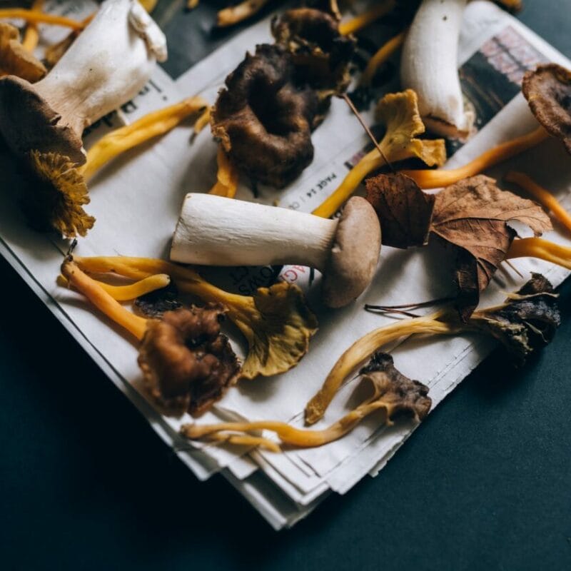 Mushroom chocolate at Zoomies Canada | Psychedelic Canada