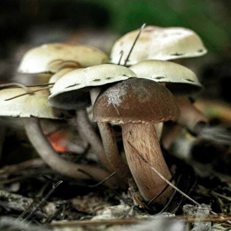 psilocybin mushroom | Psychedelic Canada