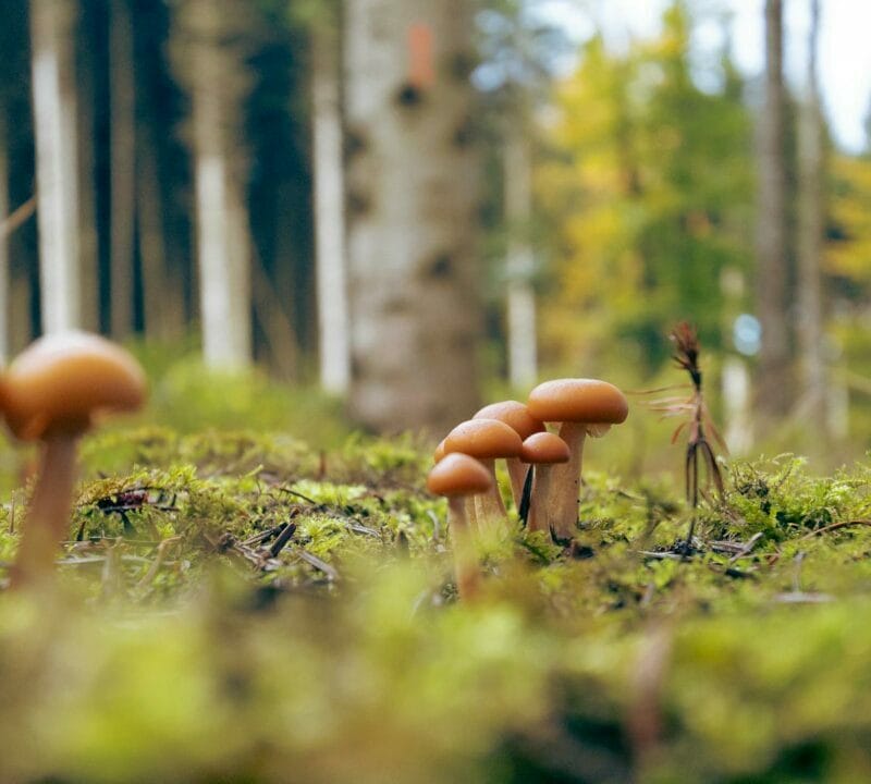 Magic Mushroom Dispensary | Psychedelic Canada