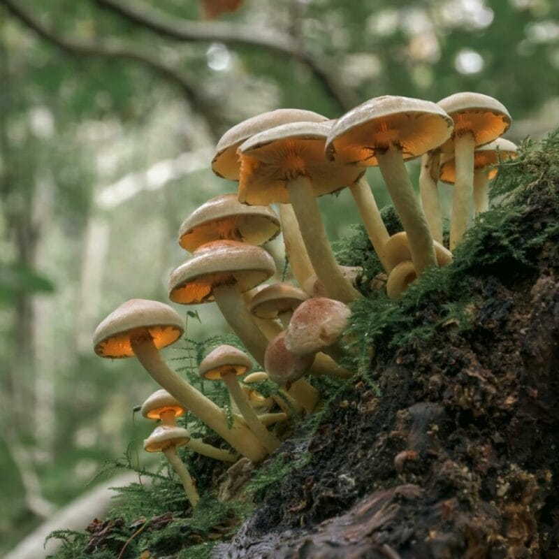 Shrooms online | Psychedelic Canada
