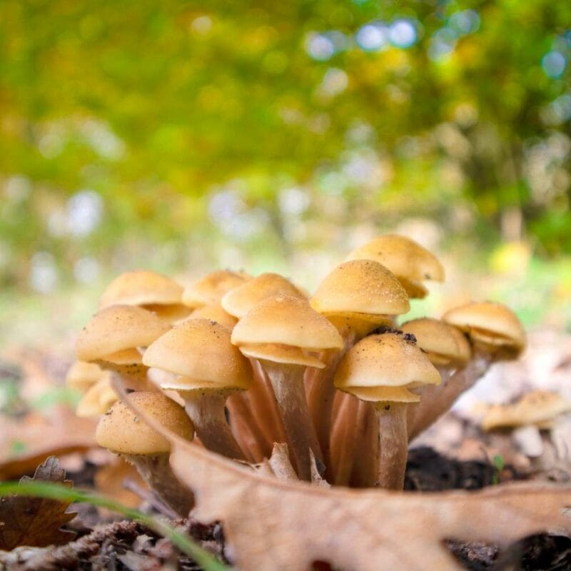 Shrooms Canada | Psychedelic Canada
