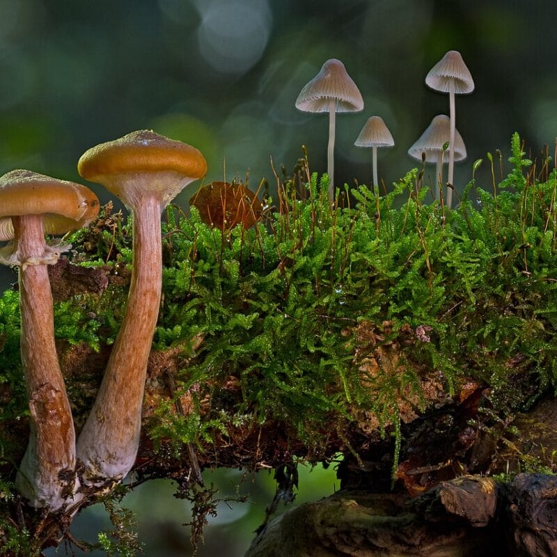 magic mushroom in Canada | Psychedelic Canada