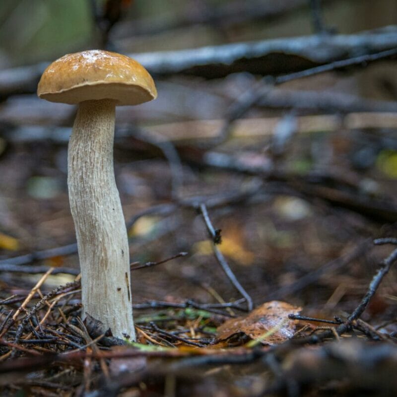 Shrooms online | Psychedelic Canada