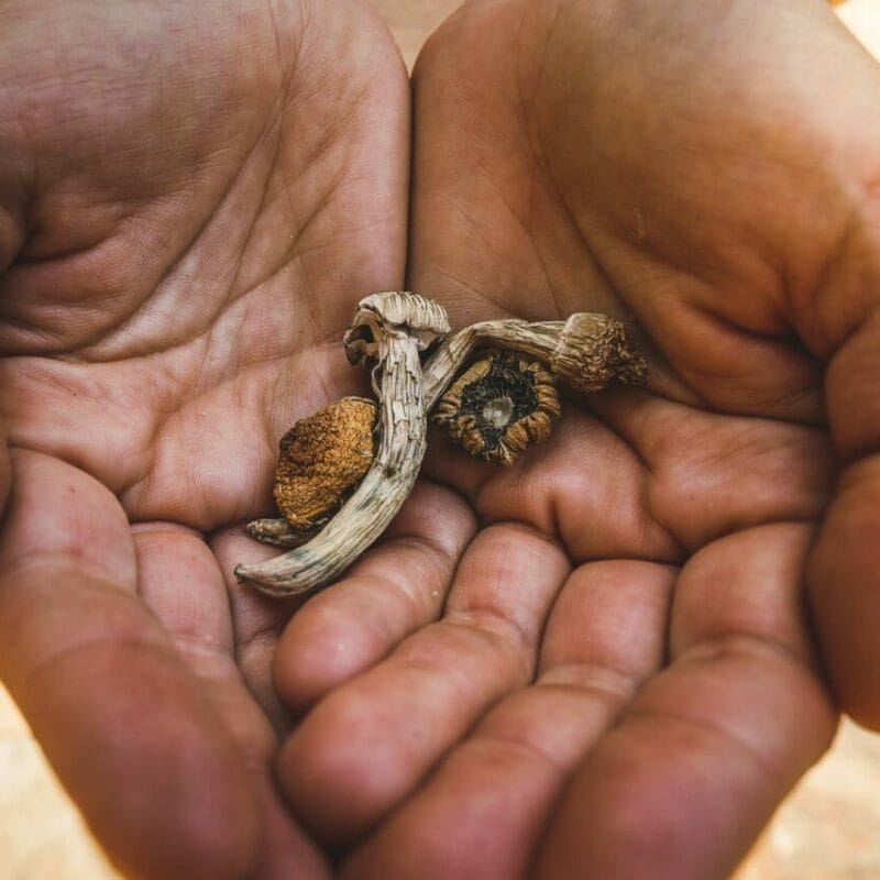 dried shrooms | Psychedelic Canada