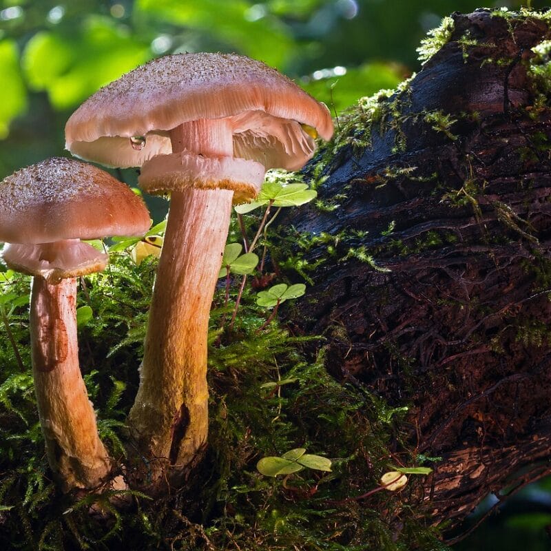 magic mushroom delivery | Psychedelic Canada