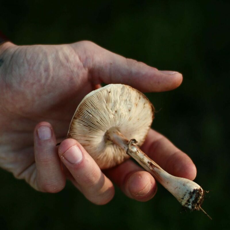 Shrooms | Psychedelic Canada