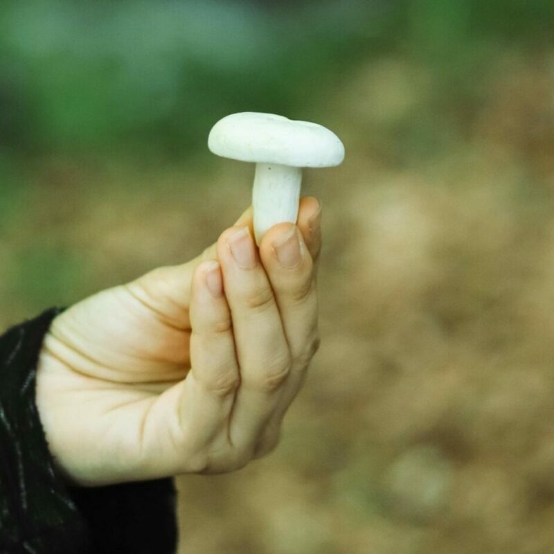 shrooms online in Canada | Psychedelic Canada