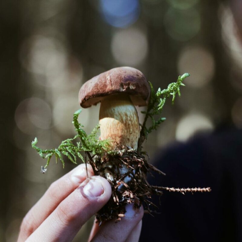 Buy Shrooms | Psychedelic Canada