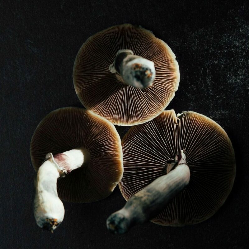 Magic Mushroom Canada | Psychedelic Canada