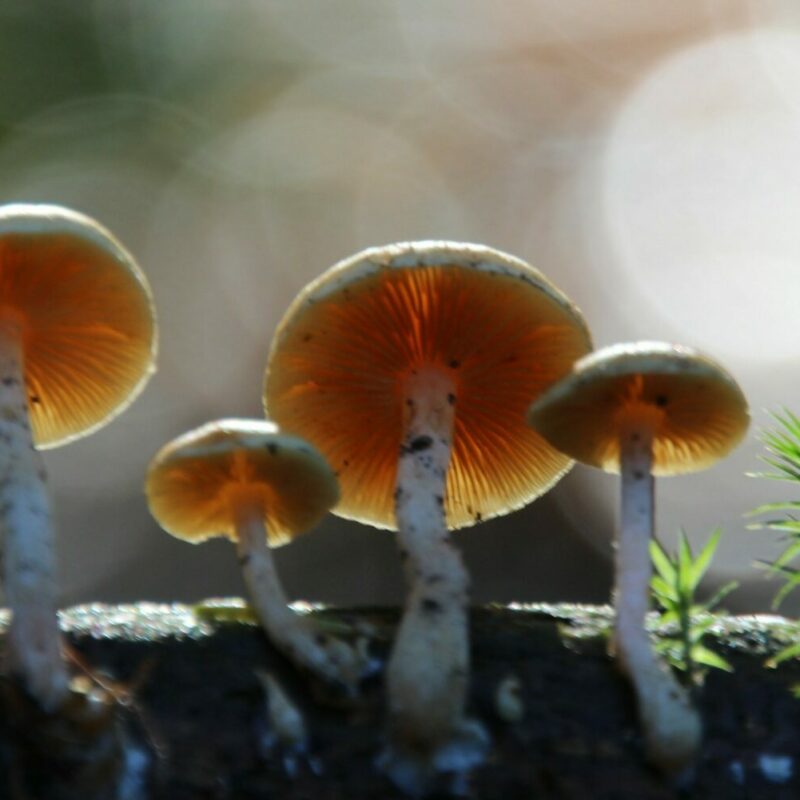 Magic Mushroom Delivery | Psychedelic Canada