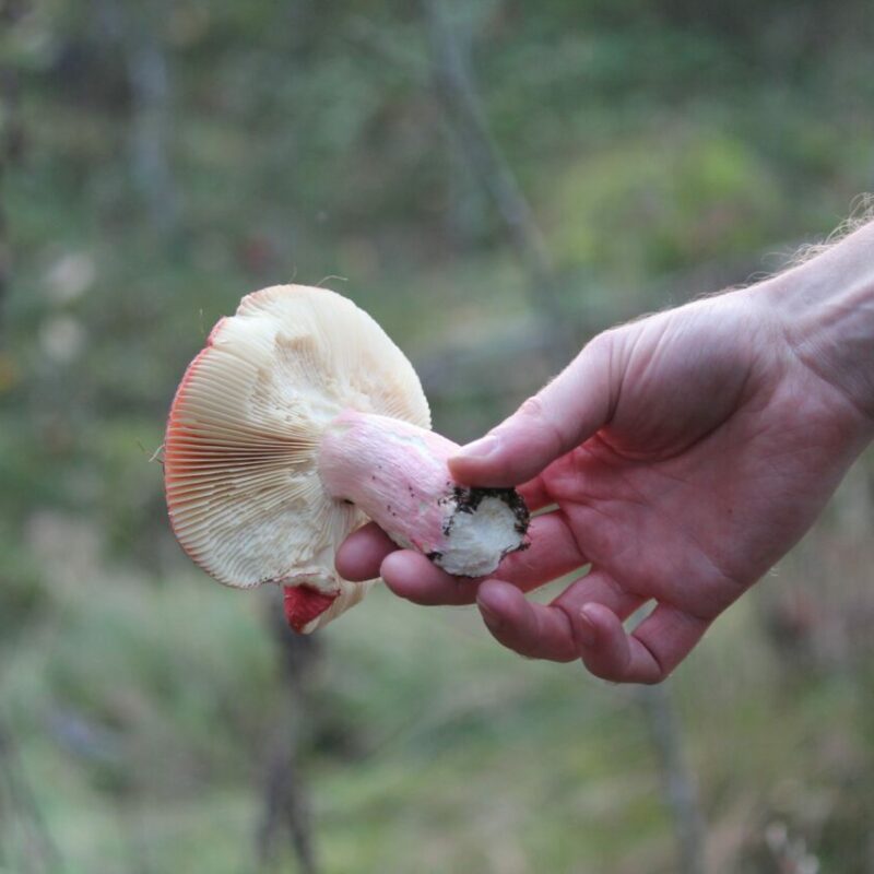 Magic Mushroom Delivery | Psychedelic Canada