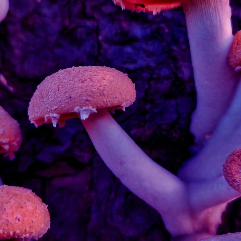 Mushroom Dispensary | Psychedelic Canada