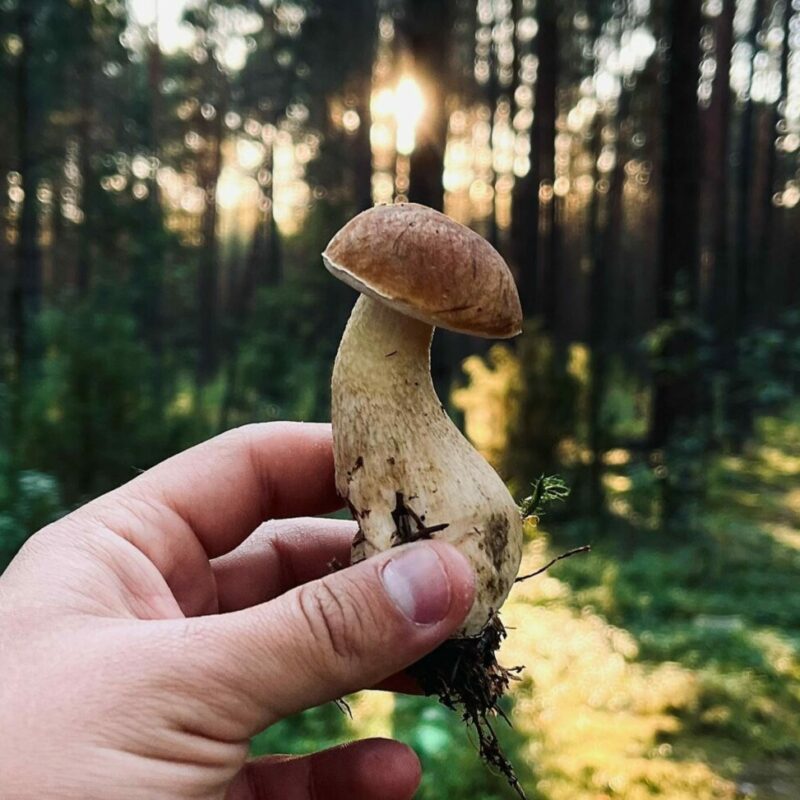 Shrooms Delivery Canada | Psychedelic Canada