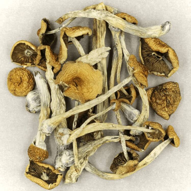  | Psychedelic Canada