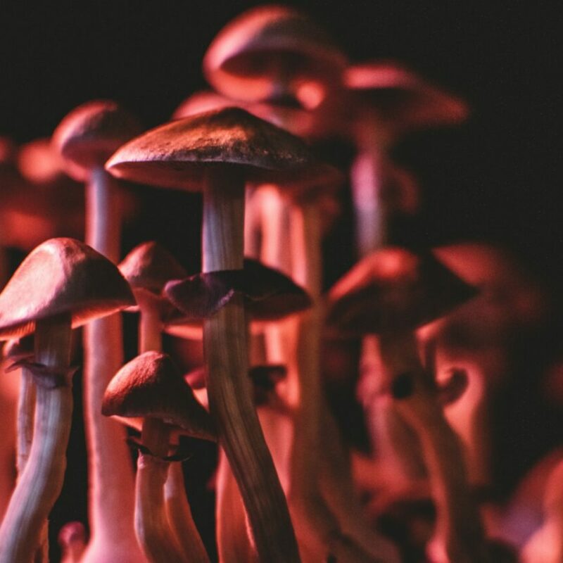  | Psychedelic Canada